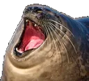 seal_laugh