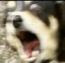 doggoscream