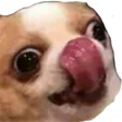 dog3
