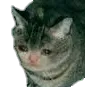 Sad_Cat