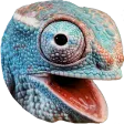 casChamp