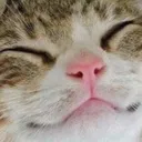 contentment