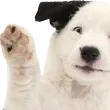 Hi Hi
