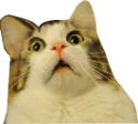 wtfcat