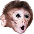 pogchimp pogchimp