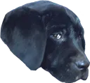 timidwoofer