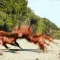 CrabGone