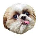 derp Discord emoji