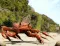 Crab