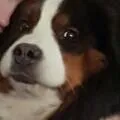 ono