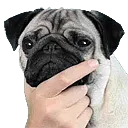 thinkpup