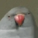 birb birb