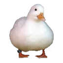 spinduck