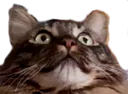 ChipOhLord