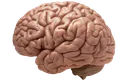 Brain