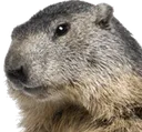 Marmot