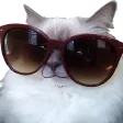 kpKittySunglasses
