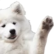 waveyboy