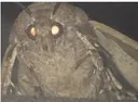 MothWheresmylamp