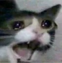 cryingcat