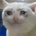 sadcat Discord Emoji