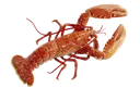lobster