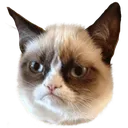 Grumpy Cat Grumpycat Discord Emoji