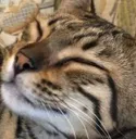 cleow