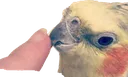 boop