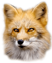 foxh Discord emoji