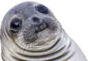 AwkwardSeal