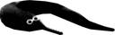 black_wrom