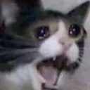 cat_ree