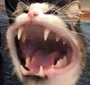 AriROAR