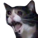 Cryingcat cryingcat Discord Emoji