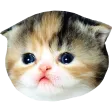 wolskSad