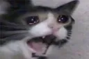 cat_cry
