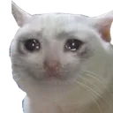 sadcat Discord Emoji