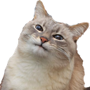 grt_catwat Discord emoji