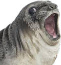 szok_foczka Discord emoji