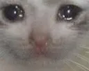 sadcatW sadcatW