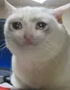 cry cry