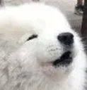 awooo