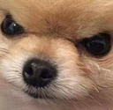 :angryfloof: Discord Emote