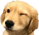 wonk