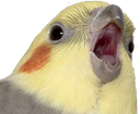 ShockBirb Discord emoji