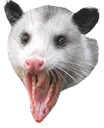 Possum