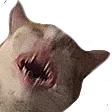 kot