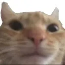 swag_cat