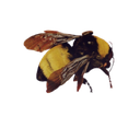 flowerboybee Discord emoji